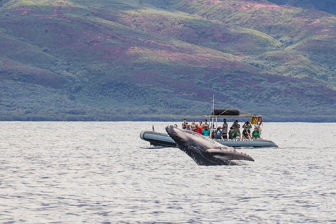Maui Eco-Raft Tour: Eye-Level Whale or Dolphin Watching - Lahaina - The details that matter most