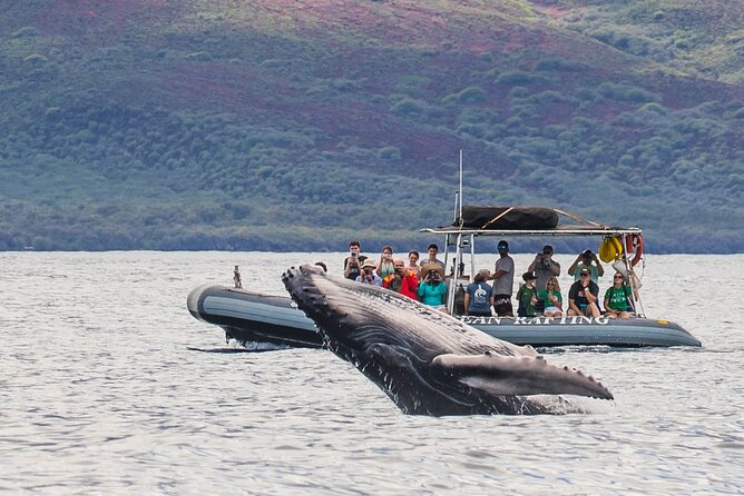 Maui Eco-Raft Tour: Eye-Level Whale or Dolphin Watching - Lahaina - Why the low raft changes whale watching