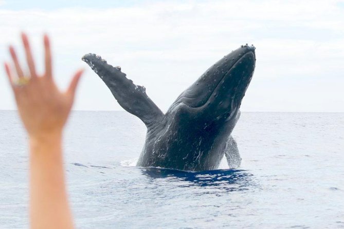 Maui Eco-Raft Tour: Eye-Level Whale or Dolphin Watching - Lahaina - A clear look at the 2.5-hour itinerary
