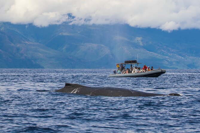 Maui Eco-Raft Tour: Eye-Level Whale or Dolphin Watching - Lahaina - What to wear and bring for a dry enough day