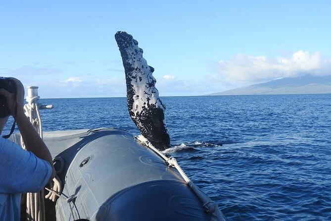 Maui Eco-Raft Tour: Eye-Level Whale or Dolphin Watching - Lahaina - Who will enjoy this trip most