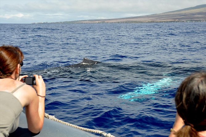 Maui Eco-Raft Tour: Eye-Level Whale or Dolphin Watching - Lahaina - The crew and the feel onboard