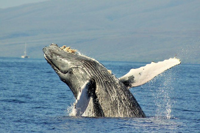 Maui Eco-Raft Tour: Eye-Level Whale or Dolphin Watching - Lahaina - Booking, cancellation, and value