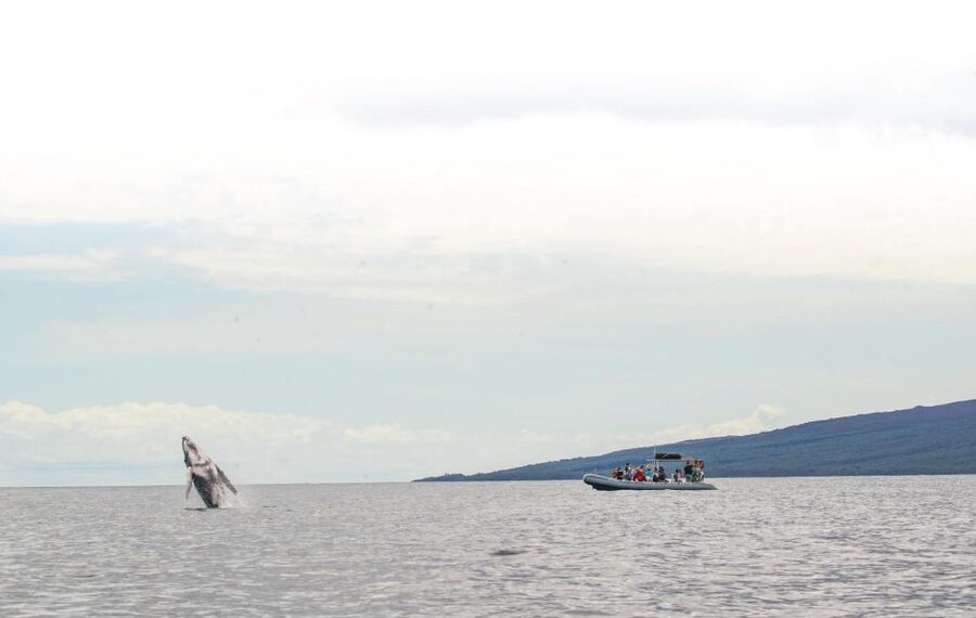 Maui: Guided Whale Watching Tour on Eco Raft - Key points at a glance