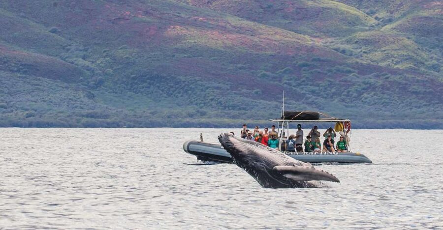 Maui: Guided Whale Watching Tour on Eco Raft - Should you book the Hawaii Ocean Rafting whale tour?