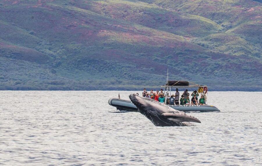 Maui: Guided Whale Watching Tour on Eco Raft - Why this Lahaina whale trip feels different