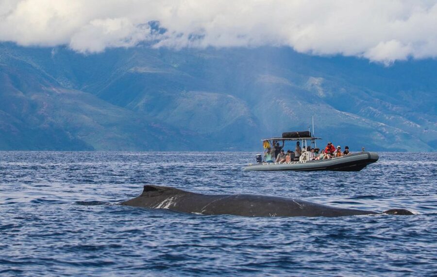 Maui: Guided Whale Watching Tour on Eco Raft - How good is the value at $96?