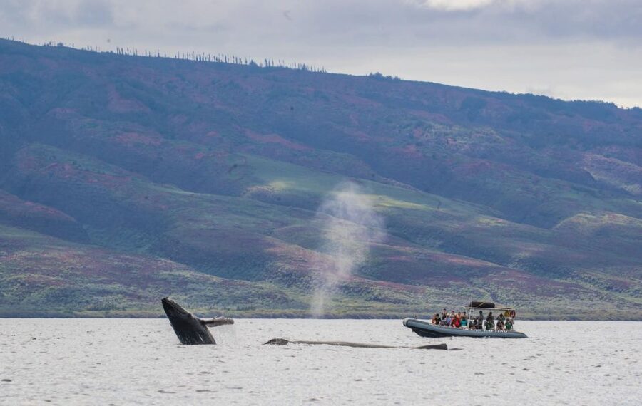 Maui: Guided Whale Watching Tour on Eco Raft - Who should book this raft tour?