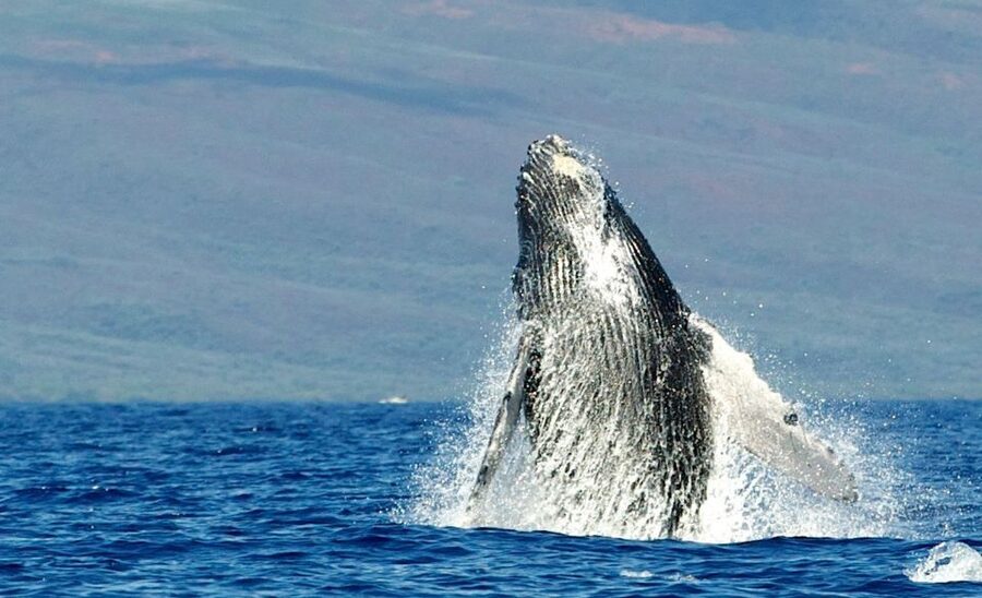 Maui: Guided Whale Watching Tour on Eco Raft - Practical details before you reserve