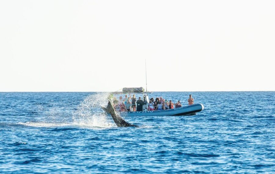 Maui: Guided Whale Watching Tour on Eco Raft - From 1223 Front Street to the open water