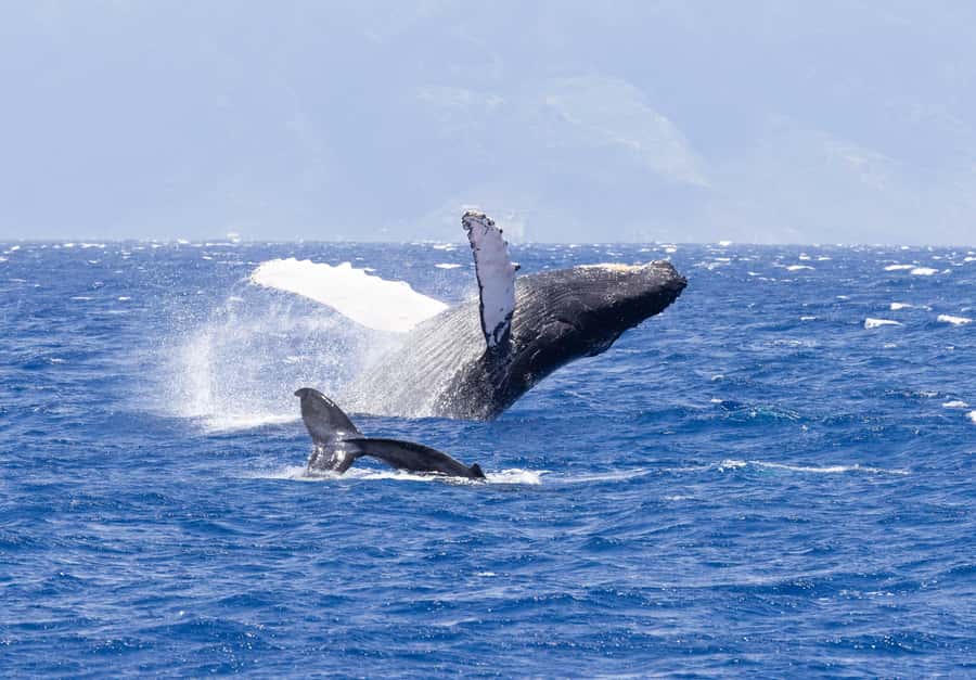 Maui: Ka'anapali Discount Whale Watch - Beach Loading Vessel - A 1:00 PM start that keeps the day flexible