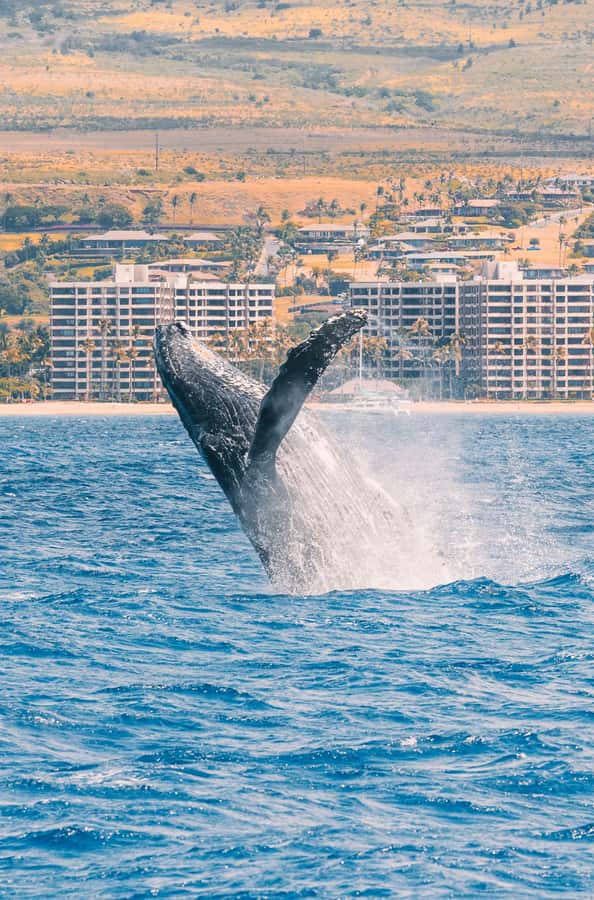 Maui: Ka'anapali Discount Whale Watch - Beach Loading Vessel - FAQ