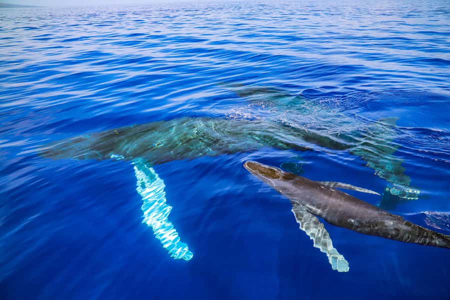 Maui: Ka'anapali Discount Whale Watch - Beach Loading Vessel - What the catamaran ride is like