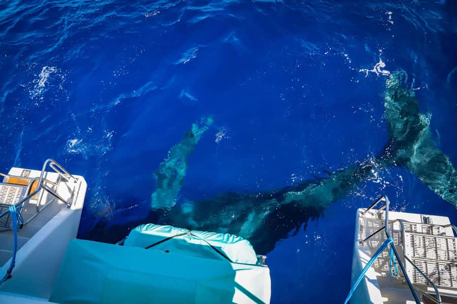 Maui: Ka'anapali Whale Watching Cruise on Luxury Sailboat - Boarding from Ka’anapali Beach