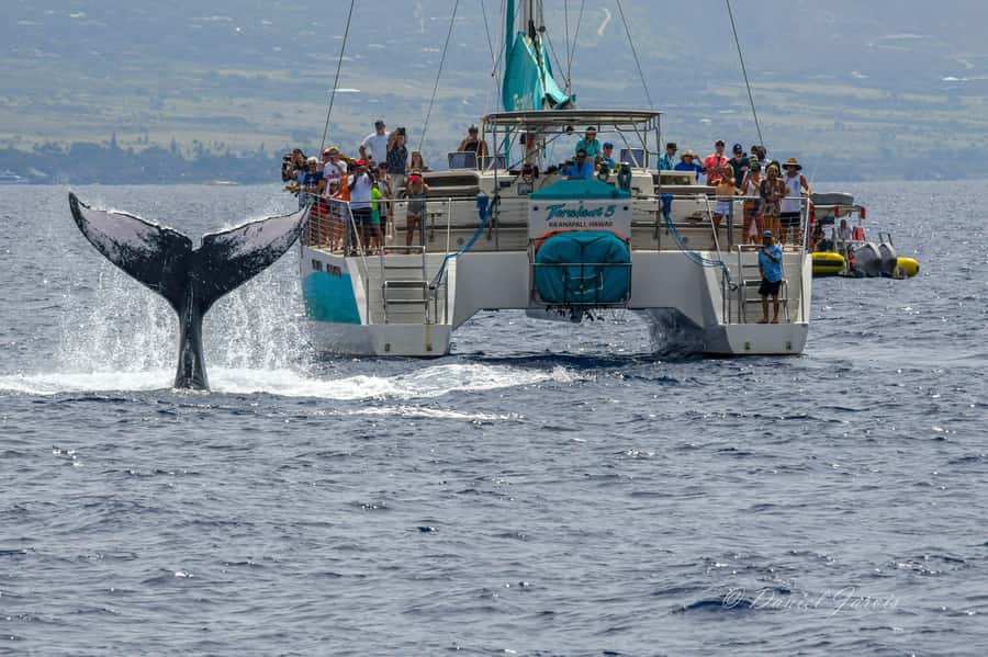Maui: Ka'anapali Whale Watching Cruise on Luxury Sailboat - Practical details before you book