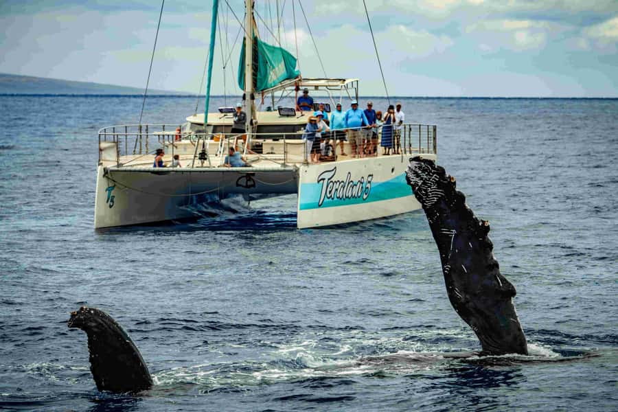 Maui: Kaanapali Whale Watching Boat with Open Bar and Food - Key points to know before you book