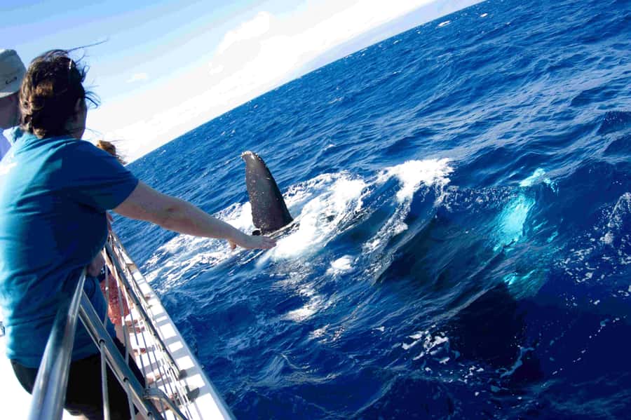 Maui: Kaanapali Whale Watching Boat with Open Bar and Food - Why this Kaanapali whale cruise feels different
