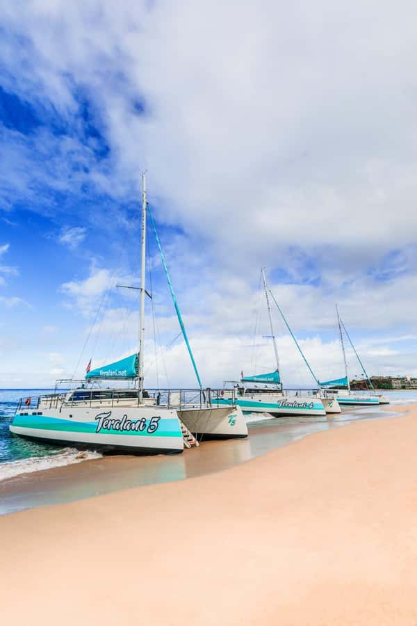 Maui: Kaanapali Whale Watching Boat with Open Bar and Food - Watching humpback whales in their natural setting
