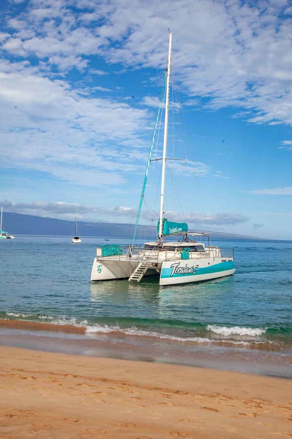 Maui: Kaanapali Whale Watching Boat with Open Bar and Food - Who will enjoy this trip most