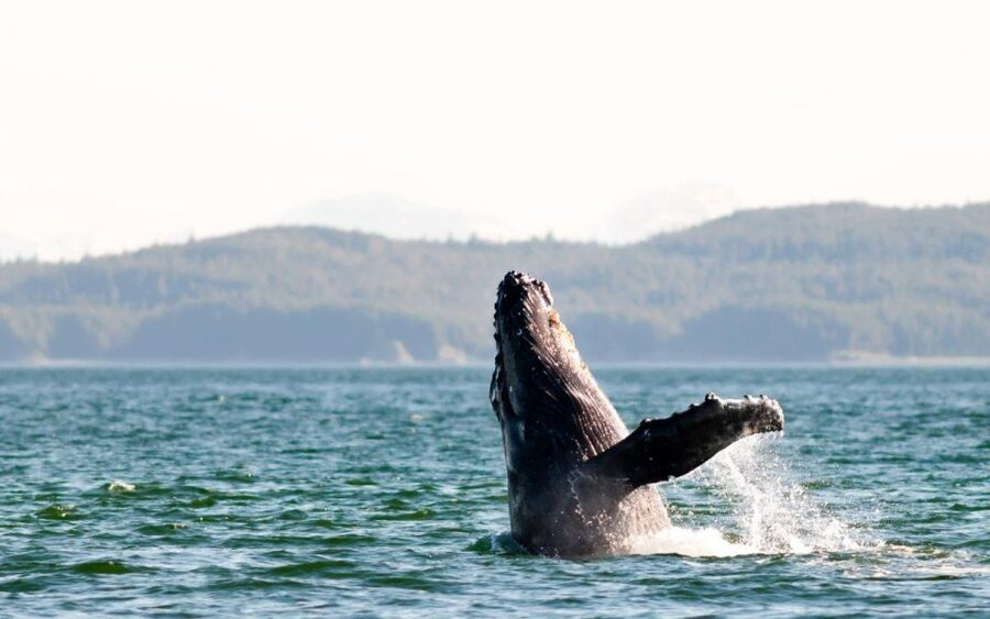 Maui: Luxury Catamaran Whale Watch & Sail - The two-hour whale-watching rhythm