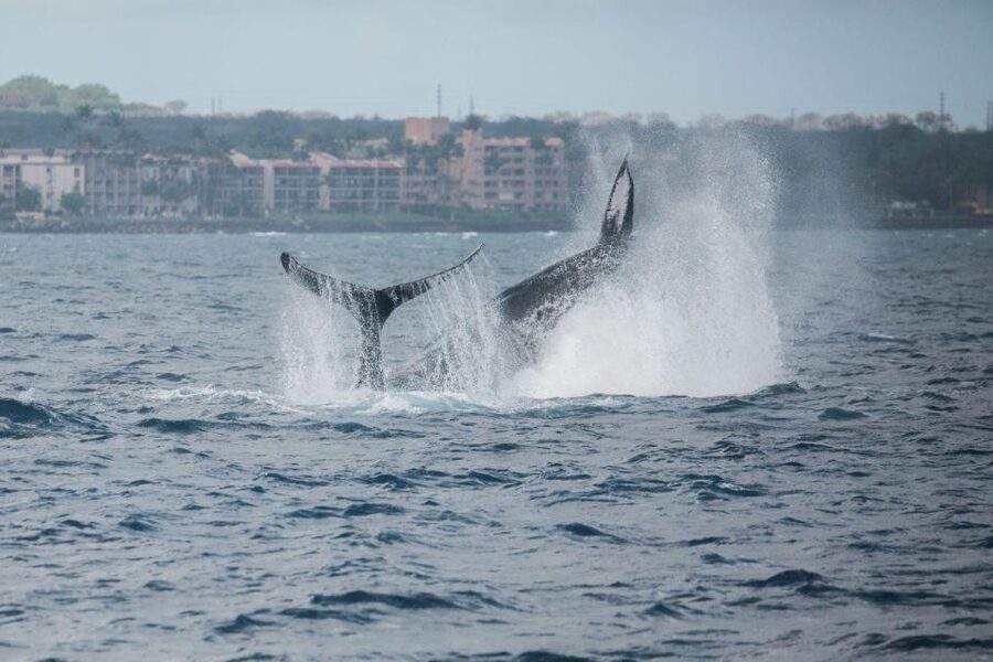 Maui: Luxury Catamaran Whale Watch & Sail - Hearing the whales through the hydrophone