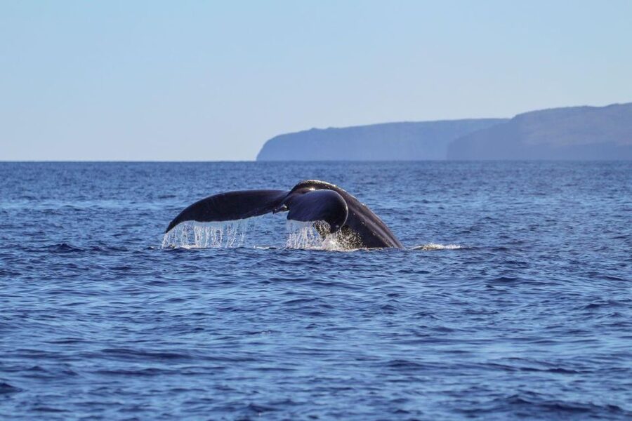 Maui: Luxury Catamaran Whale Watch & Sail - Comfort on a 65-foot catamaran