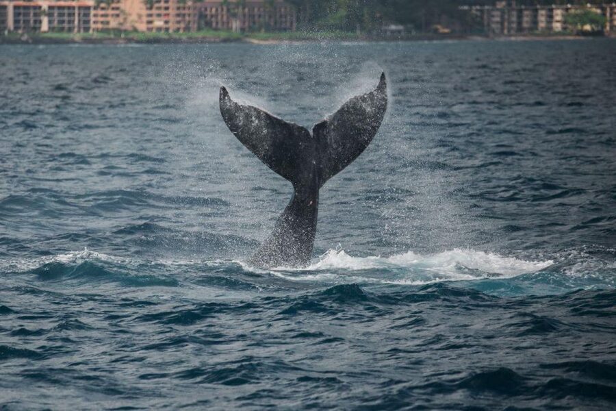 Maui: Luxury Catamaran Whale Watch & Sail - Local bites and an open bar