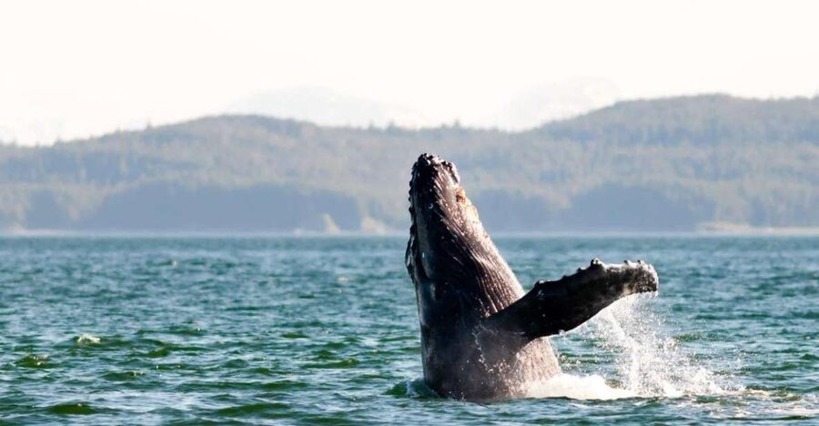 Maui: Luxury Catamaran Whale Watch & Sail - Photos, wildlife memories, and the real value of $119