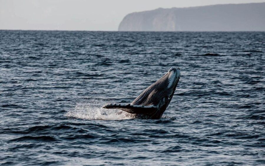 Maui: Luxury Catamaran Whale Watch & Sail - Who will get the most from this outing