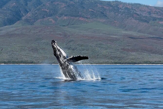 Maui Mid Day Magic Whale Watch - What the crew adds to the experience