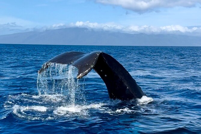 Maui Mid Day Magic Whale Watch - Comfort, limits, and what to bring