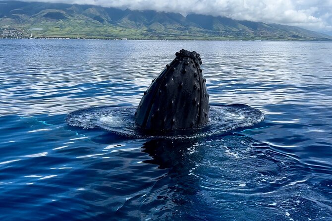 Maui Mid Day Magic Whale Watch - Is the small boat worth the price?
