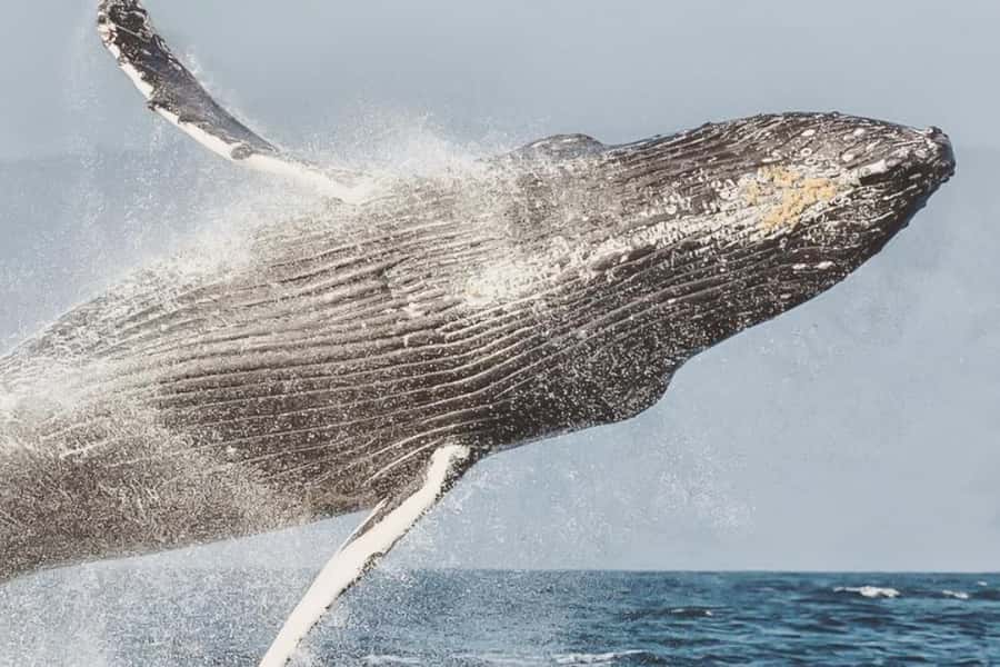 Maui: Midday Sail with the Whales Māʻalaea Harbor - Whale watching in the Auau Channel