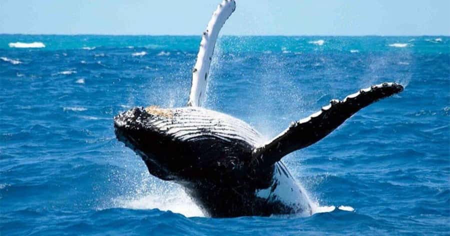 Maui: Molokini Snorkel and Whale Watching Tour - 2.5 hours - One hour in Molokini Crater