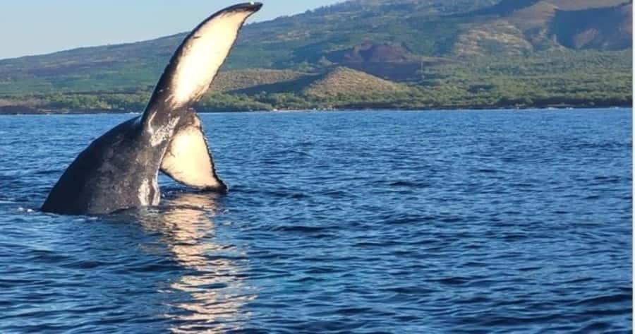 Maui: Molokini Snorkel and Whale Watching Tour - 2.5 hours - The ride to Molokini and the first whale sightings