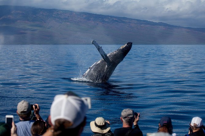Maui Premium Sunset Dinner Cruise & Whale Watch - Key points to know before you book