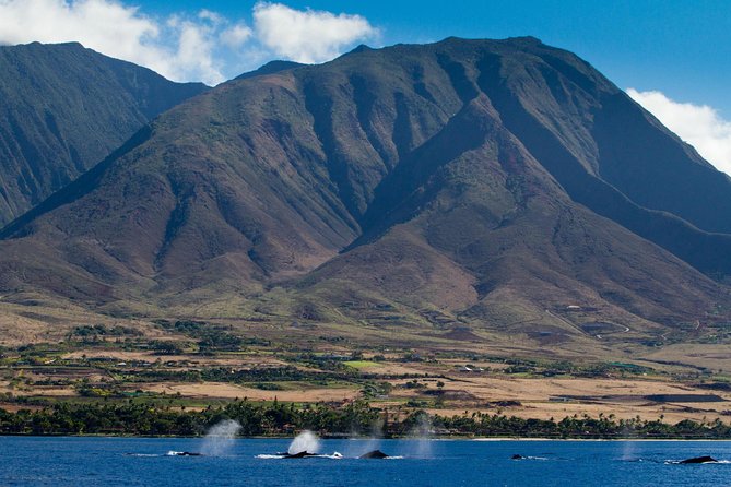 Maui Premium Sunset Dinner Cruise & Whale Watch - Leaving from Maalaea Harbor