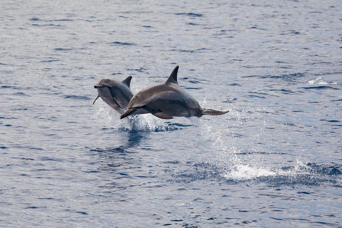 Maui Premium Sunset Dinner Cruise & Whale Watch - Dinner, drinks, and the value of the $189.36 price