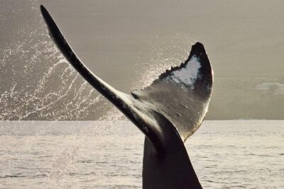 Maui Premium Sunset Dinner Cruise & Whale Watch