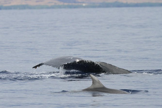Maui Premium Sunset Dinner Cruise & Whale Watch - Comfort, motion, and the right kind of preparation