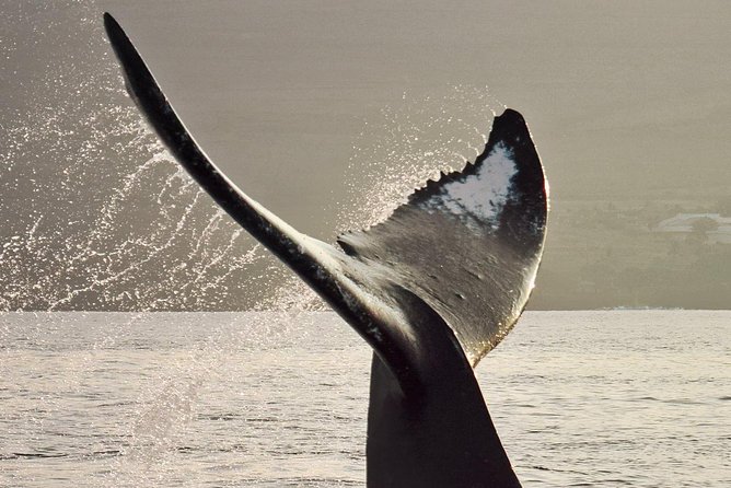 Maui Premium Sunset Dinner Cruise & Whale Watch - Searching for humpbacks in Maui waters