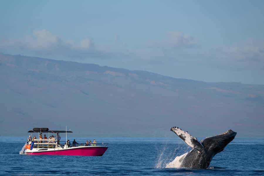 Maui: Sunrise Whale Watch - Key points at a glance