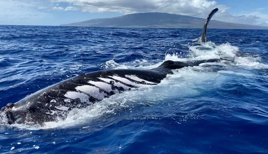 Maui: Sunrise Whale Watch - A quick boat with limited capacity