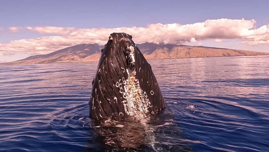 Maui: Sunrise Whale Watch - Hearing whales through the hydrophone