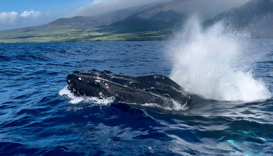 Maui: Sunrise Whale Watch - Who will get the most from this tour