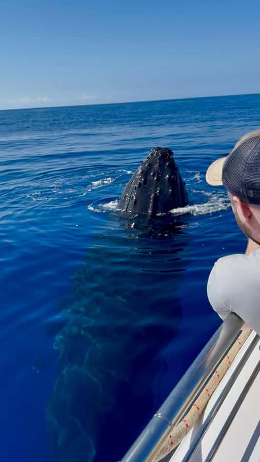 Maui: Sunrise Whale Watch - Why the early morning departure matters