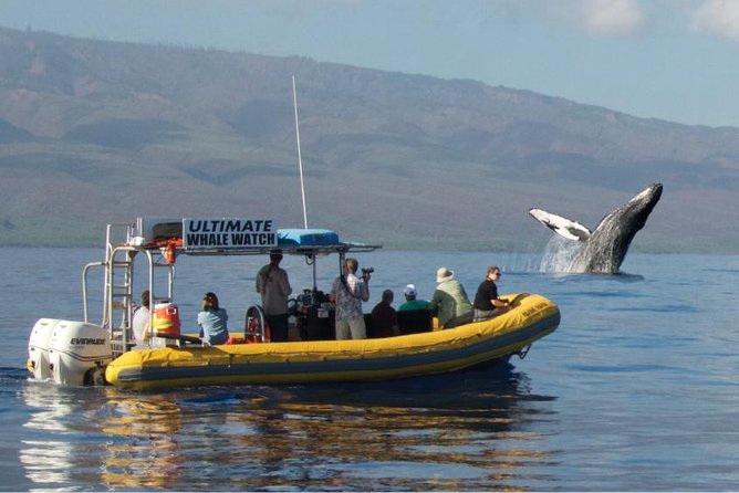 Maui: Ultimate Whale Watch from Lahaina - Key points to know before booking