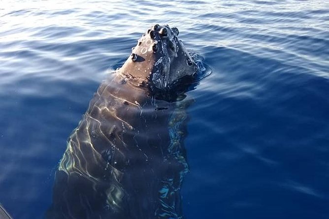 Maui: Ultimate Whale Watch from Lahaina - Dolphins are a welcome bonus