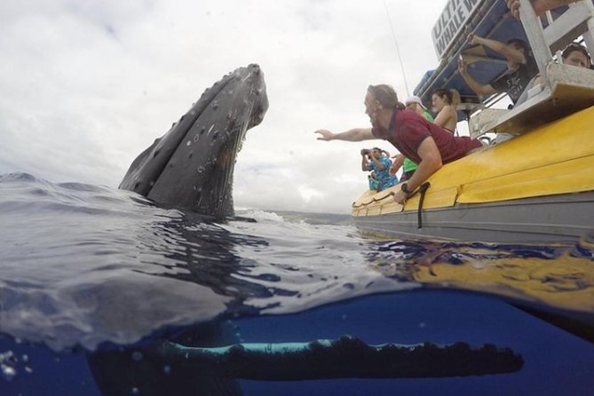 Maui: Ultimate Whale Watch from Lahaina - What the price means at $77