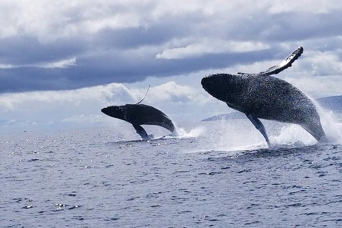 Maui: Ultimate Whale Watch from Lahaina - Comfort, access, and who should skip it